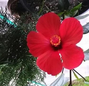 Guest House Kobuleti Εξωτερικό φωτογραφία